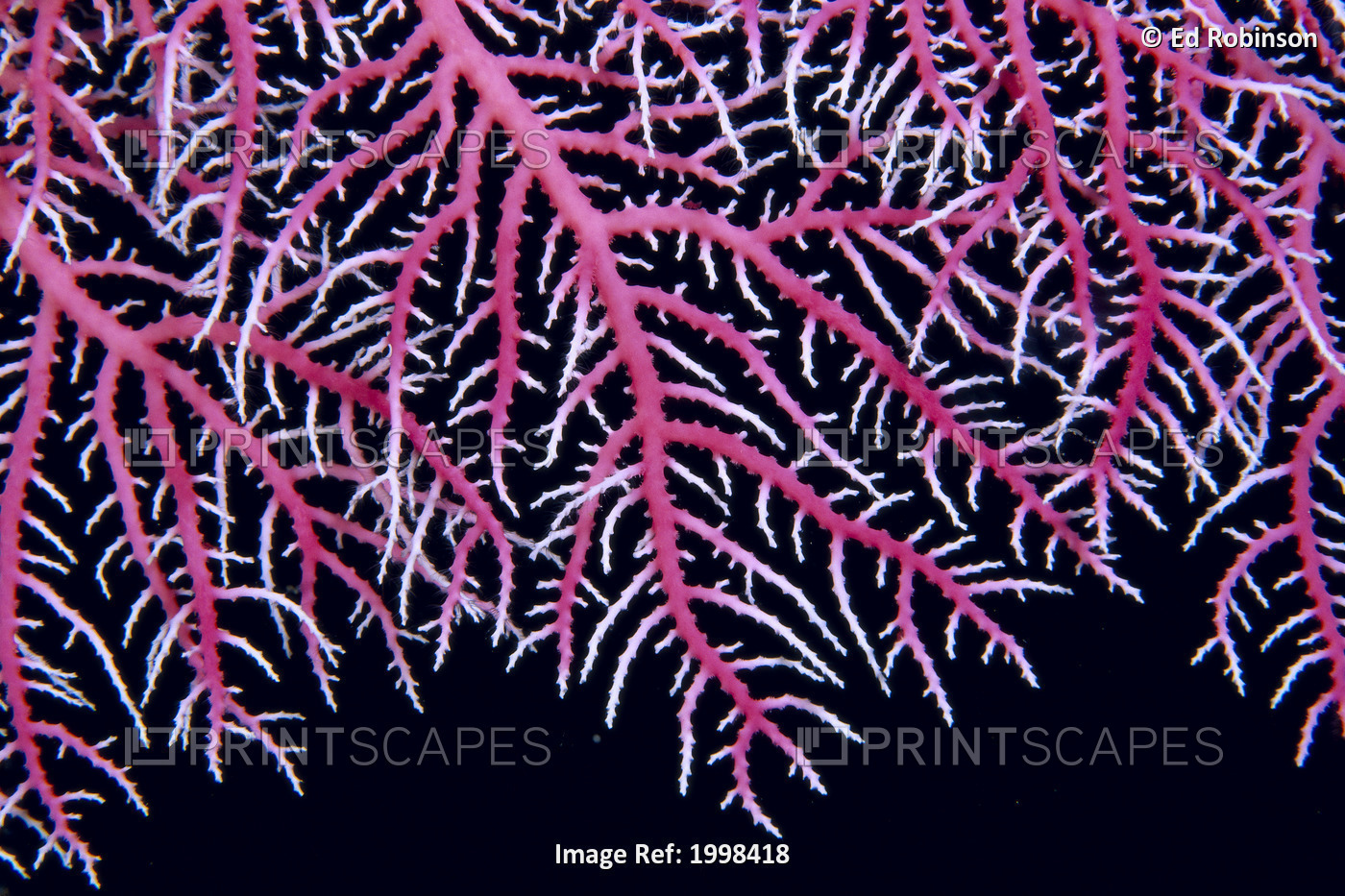 Papua New Guinea, Lace Coral (Stylaster Sp?) Close-Up B1921