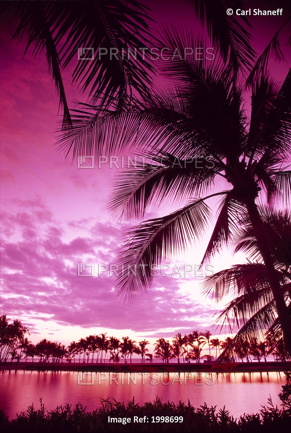 Hawaii, Big Island, Anaeho'omalu Bay, Sunset With Palm Trees, Pink Filter B1509