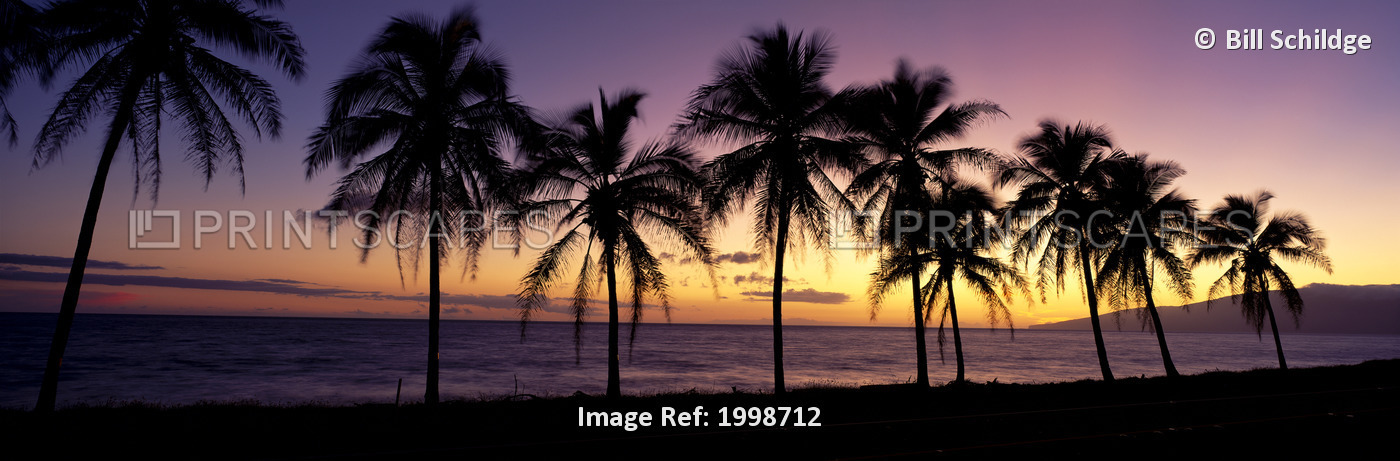 Hawaii, Maui, Dramatic Sunset Silhouette Palm Trees Lined Along Beach, ...