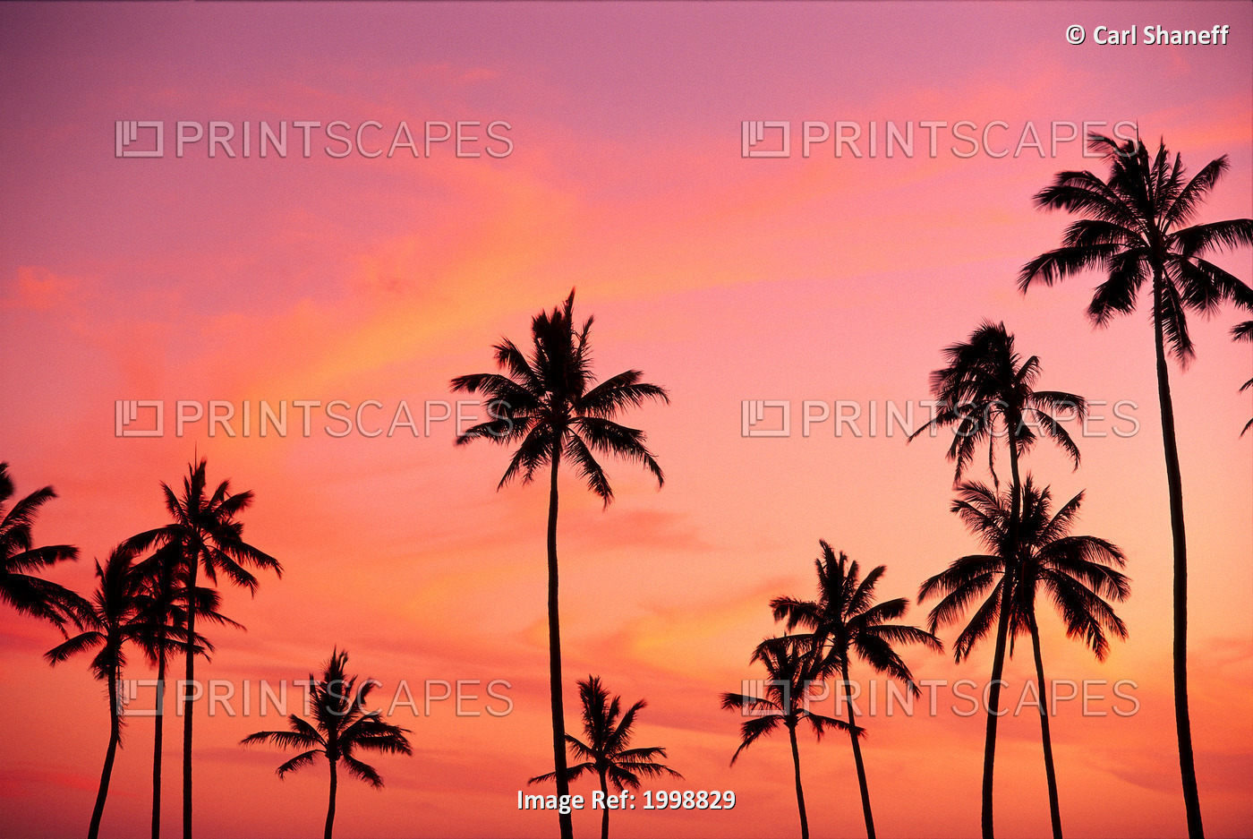 Palm Trees Silhouetted Against Hazy Orange Skies B1639