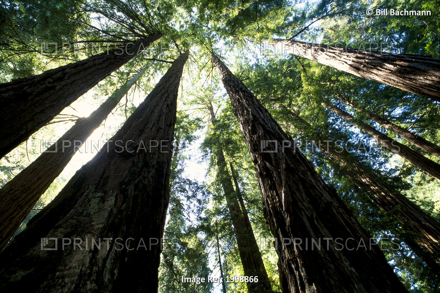 California, Redwood Forest Canopy And Blue Sky, B1638