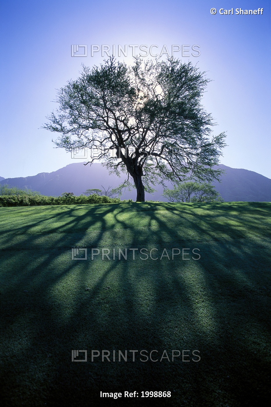 Silhouette Of Tree On Grassy Knoll, Mountain In Background B1628