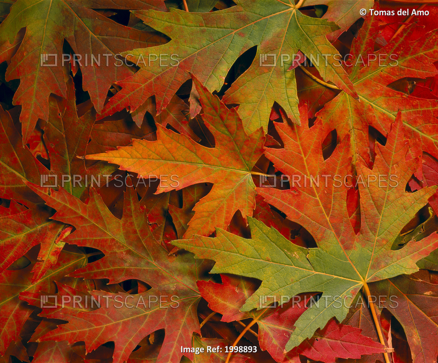 Maple Leaves In Autumn Colors, Background B1624