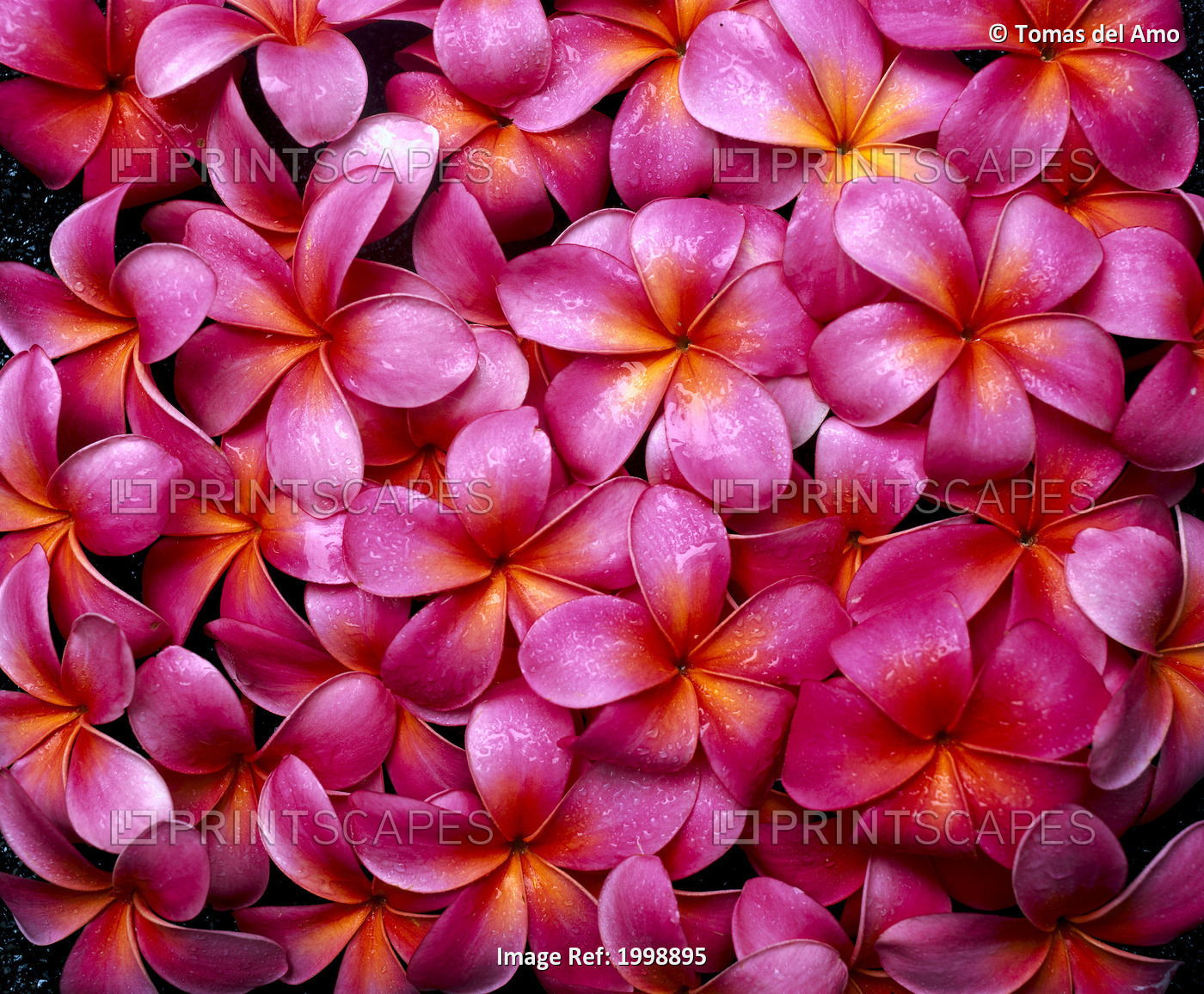 Flowers Pink Plumeria Frangipani, Background B1595
