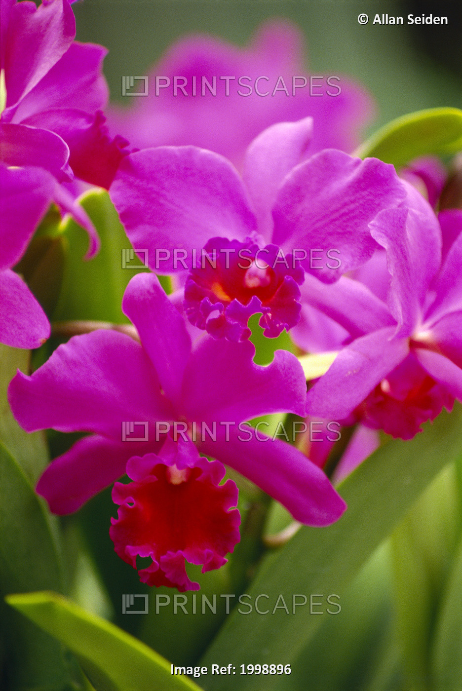 Pink Cattleya Orchids B1594