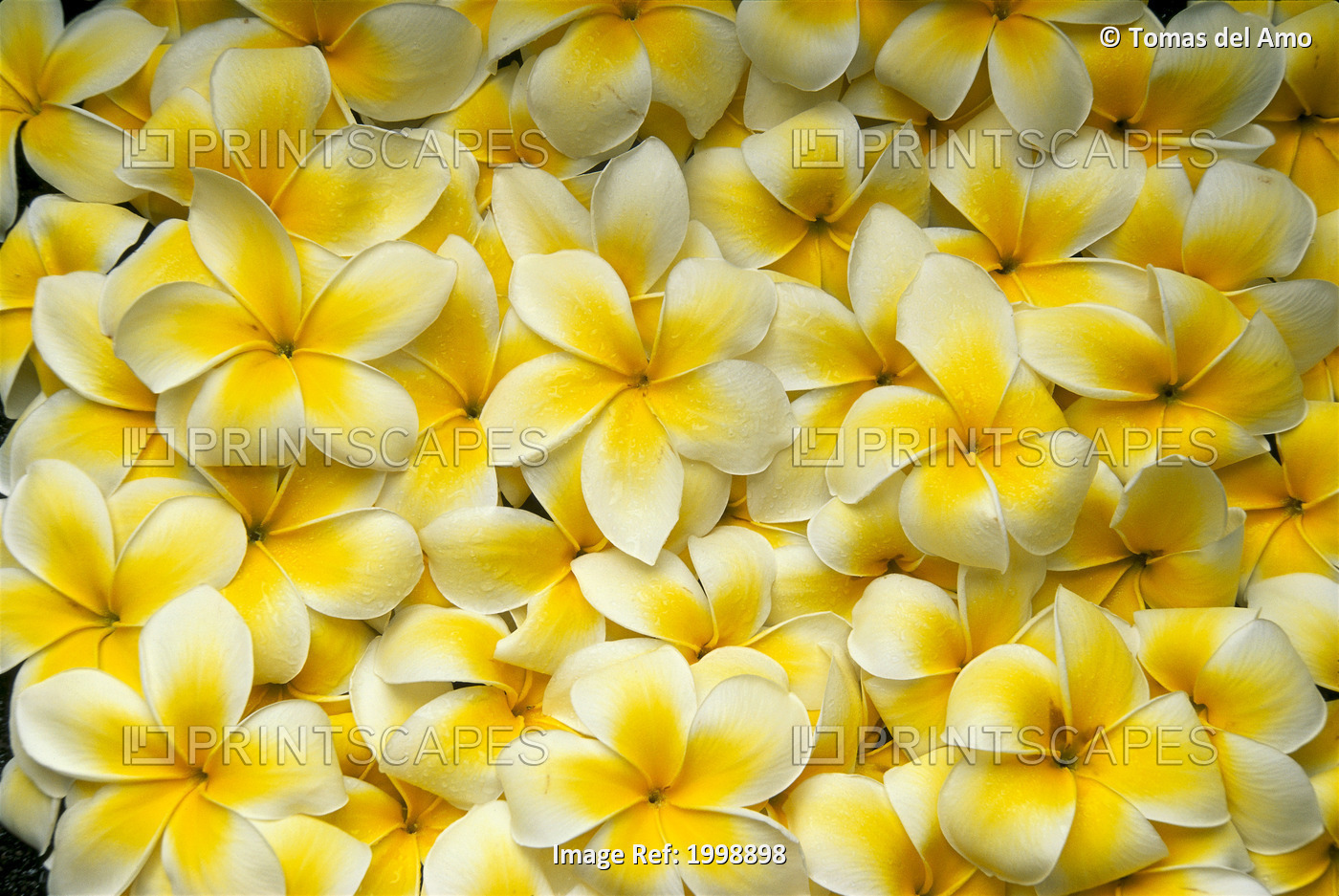 Background Of Yellow And White Plumeria Flowers B1590