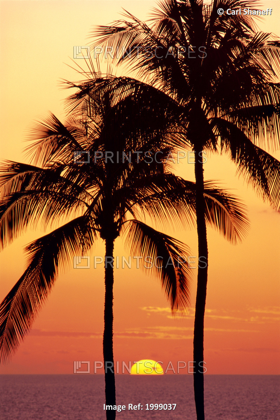 Hawaii, Big Island, Sunset With Coconut Trees Kohala Coast, B1557