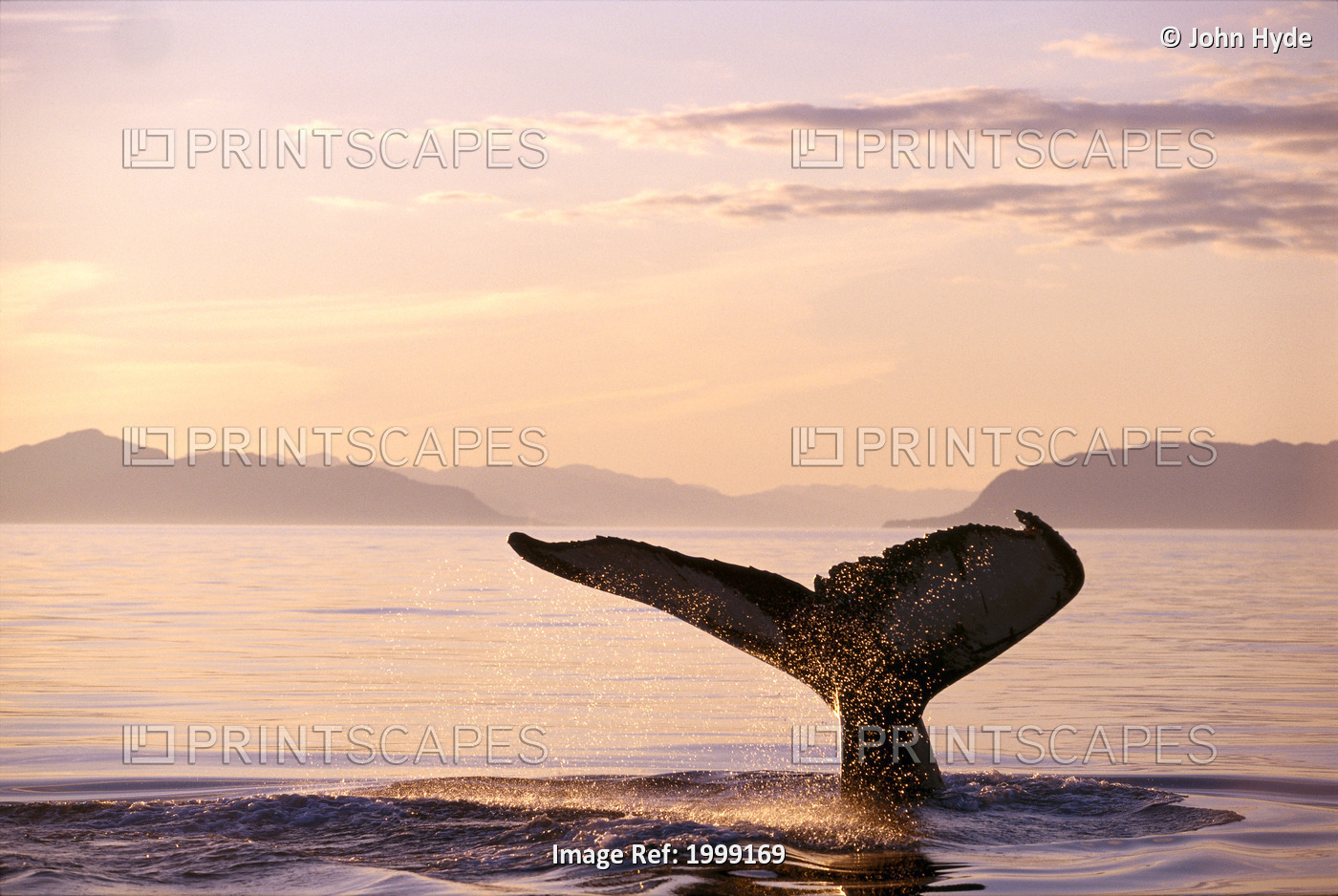 Alaska, Frederick Sound, Humpback Whale (Megaptera Novaeangliae) Fluke At ...