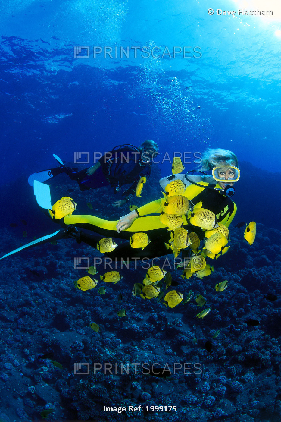 Hawaii, Divers And Milletseed Butterflyfish (Chaetodon Miliaris)