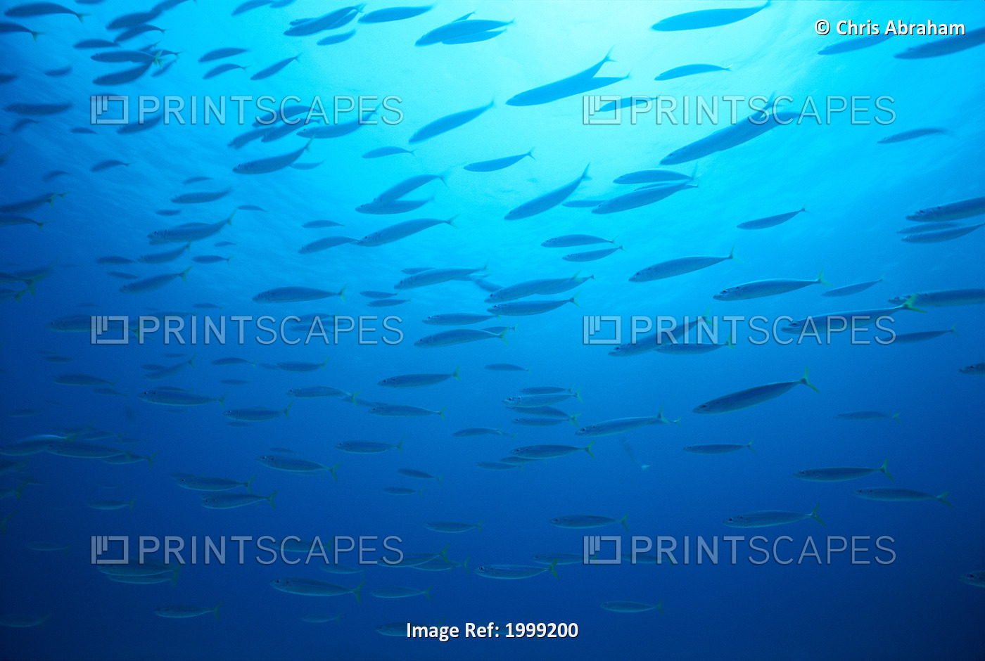 Hawaiian Reef Fish Silhouetted At Surface With Sunburst B1939