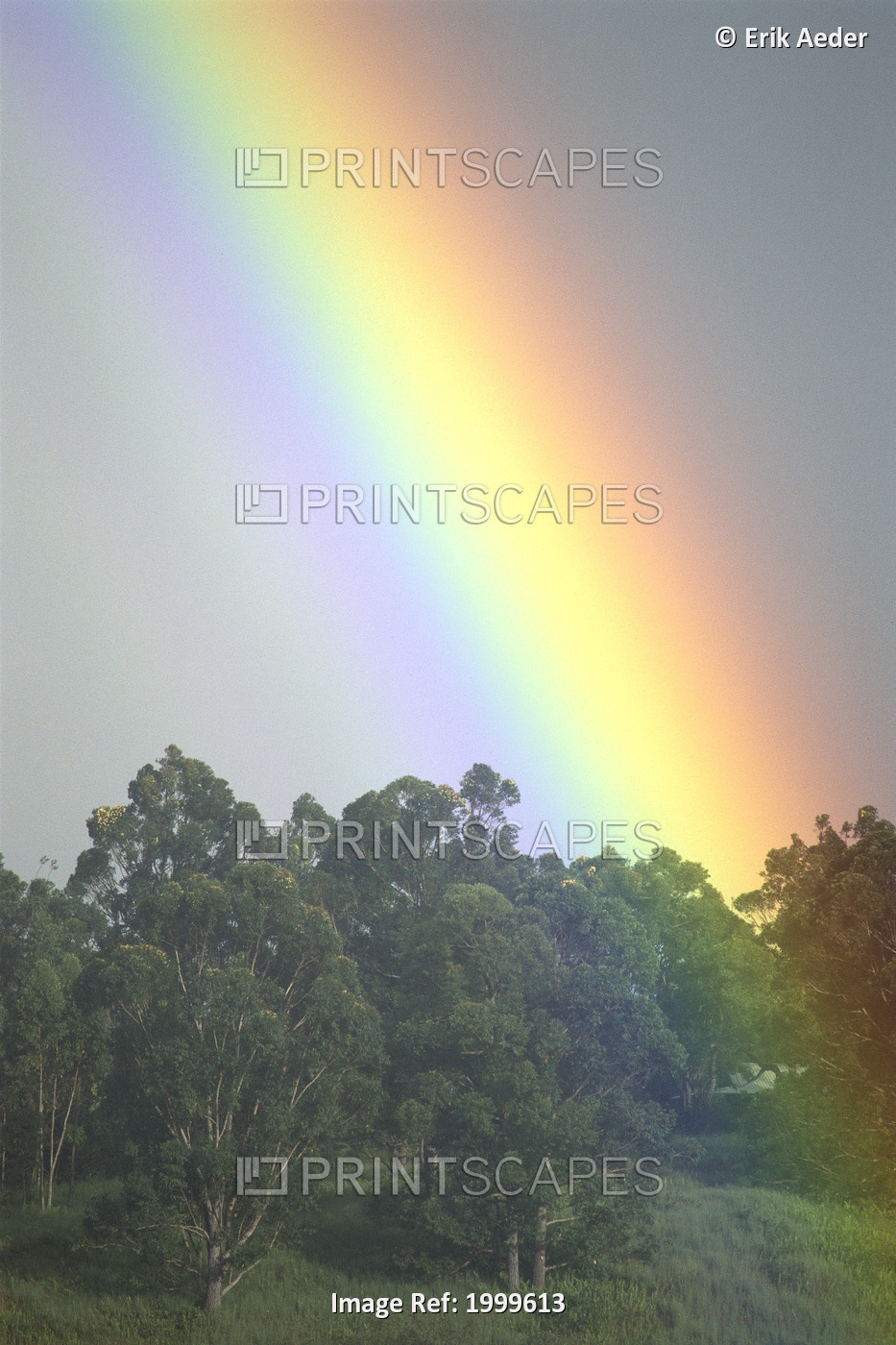 Hawaii, Maui, Haiku, Bright Rainbow In Misty Skies Over Trees C1754