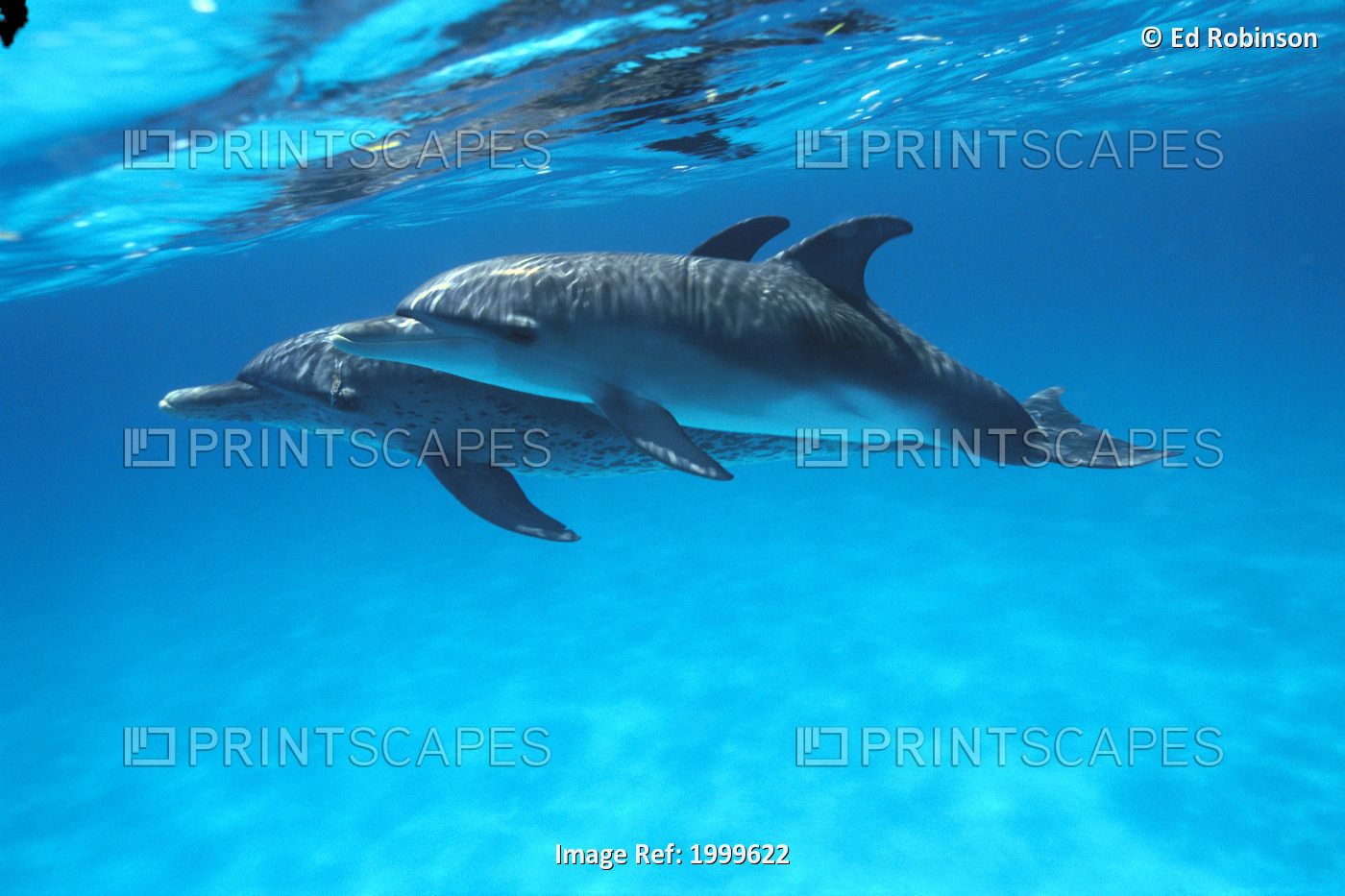 Caribbean, Bahamas, Pair Of Spotted Dolphins Underwater Near Surface, ...