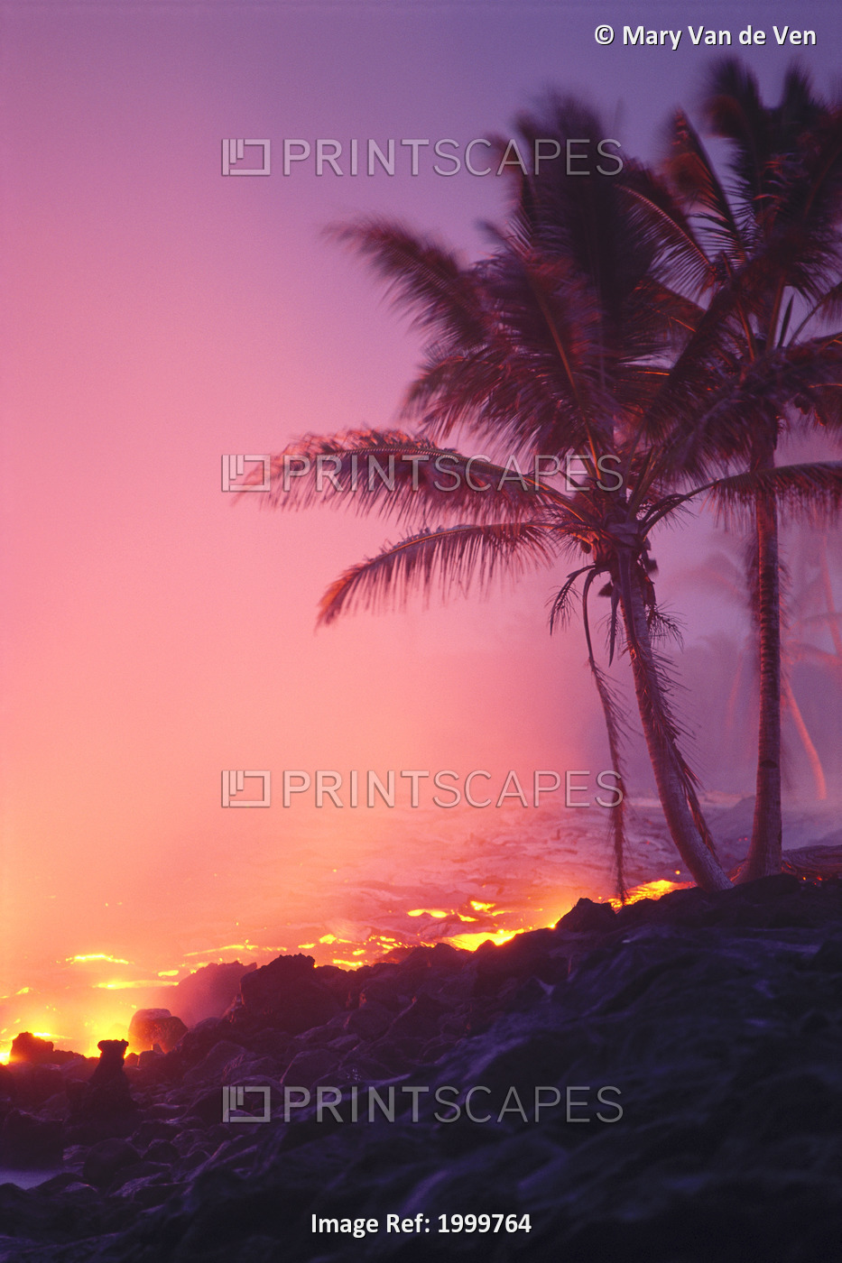 Hawaii, Big Island, Lava Flowing Into Ocean, Palm Trees Alongside, Pink Purple ...