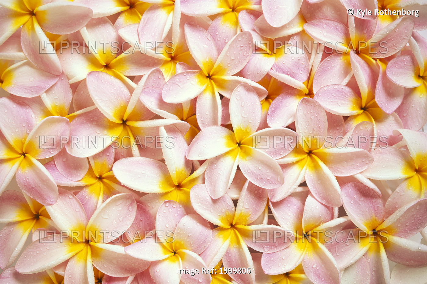 Close-Up Of A Bed Of Light Pink Plumeria Flowers, Water Drops, Yellow Centers ...