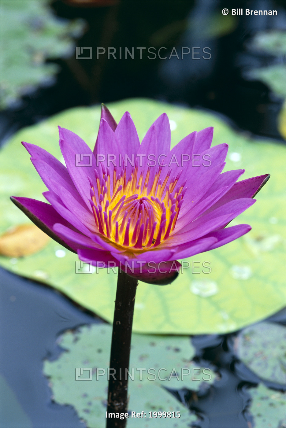 Single Water Lily Blossom On Plant, Lily Pad With Water Droplets Atop C1655
