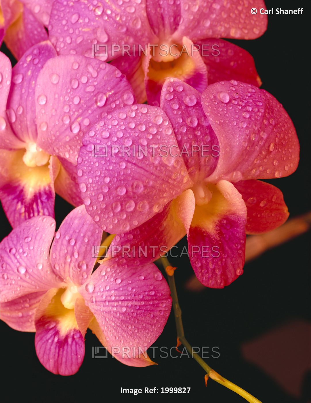 Close-Up Of Purple Vanda Orchid Flowers On Plant, Dew Water Droplets, Studio ...