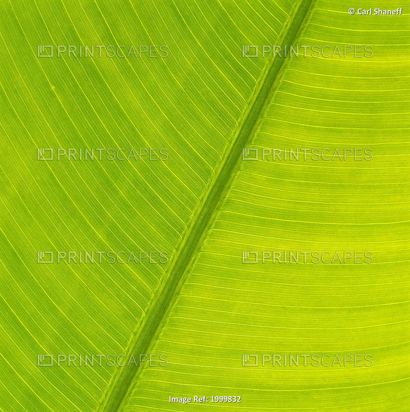 Hawaii, Close-Up Detail Of Torch Giner Leaf, Soft Green Color, Background C1657