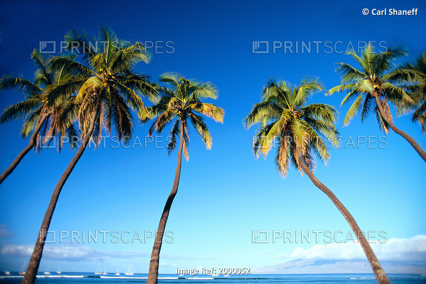 Hawaii, Maui, Lahaina, Coconut Palm Trees Along Ocean, Blue Sky C1681