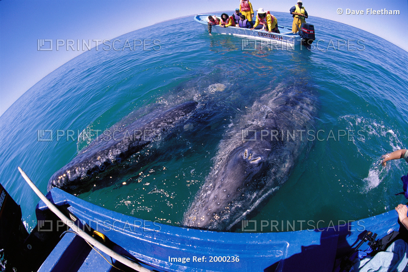 Mexico, San Ignacio Lagoon, 2 Gray Whale At Side Of Boat, Whale Watchers ...