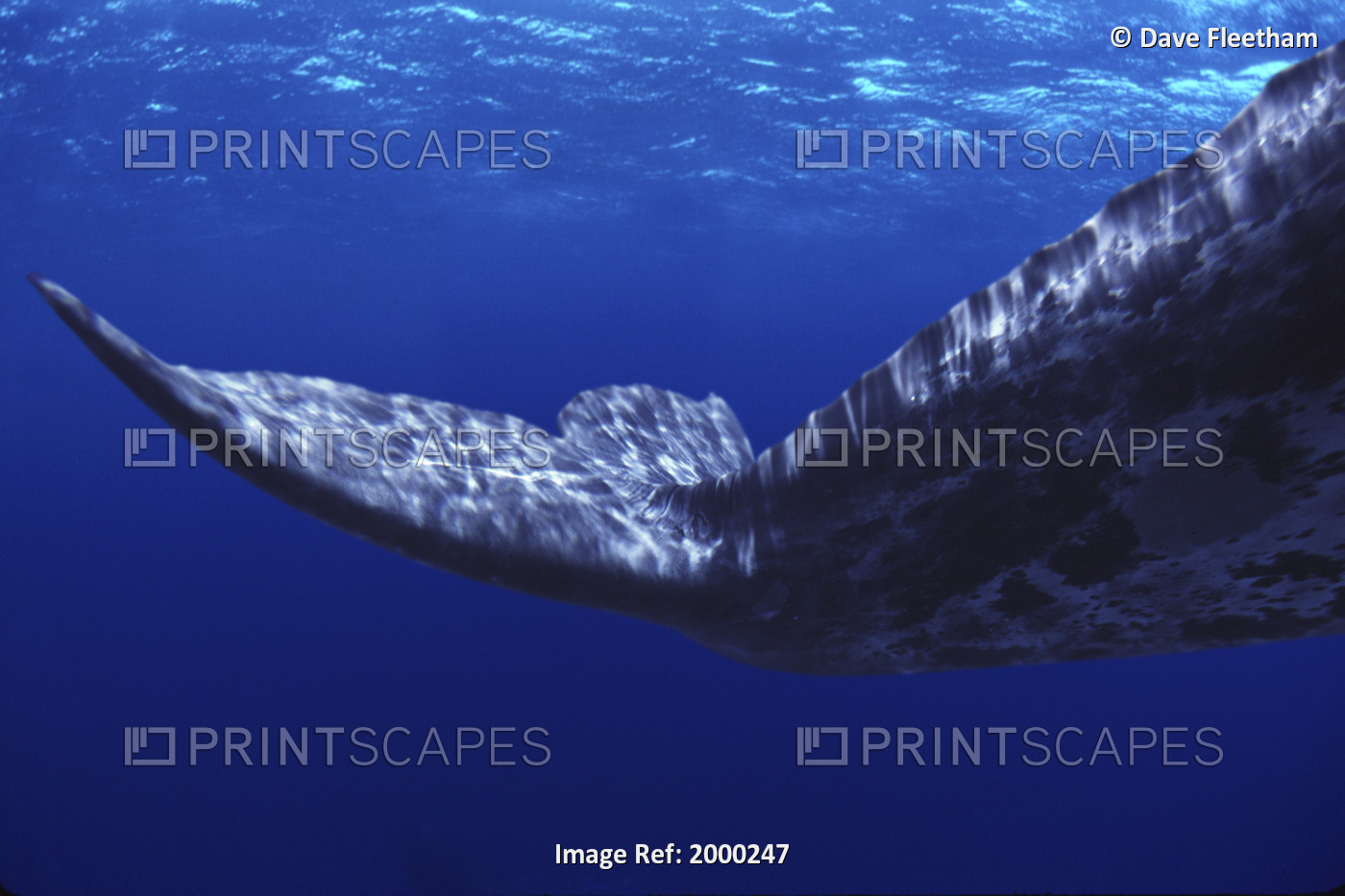 [Dc] California, Extreme Close-Up Gray Whale Tail Underwater (Eschrichtius ...