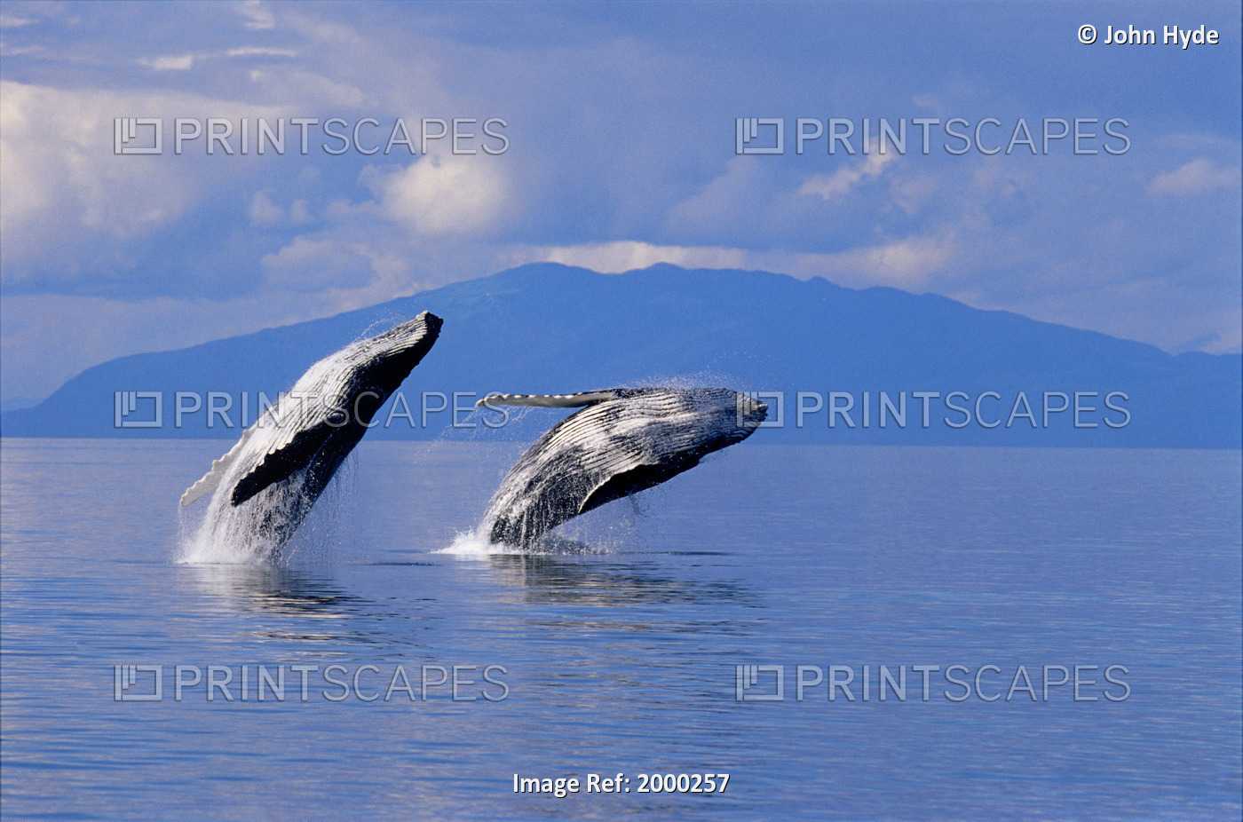 [Dc] Alaska, Frederick Sound, Humpback Whales Double Breach Inside Passage Land ...