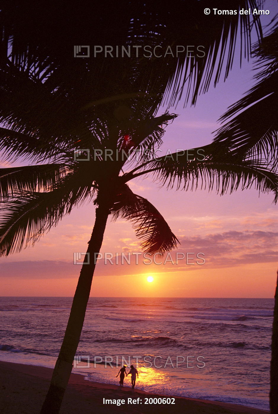 Couple In Distance On Beach Shoreline At Sunset, Palms, Silhouetted, Purple ...