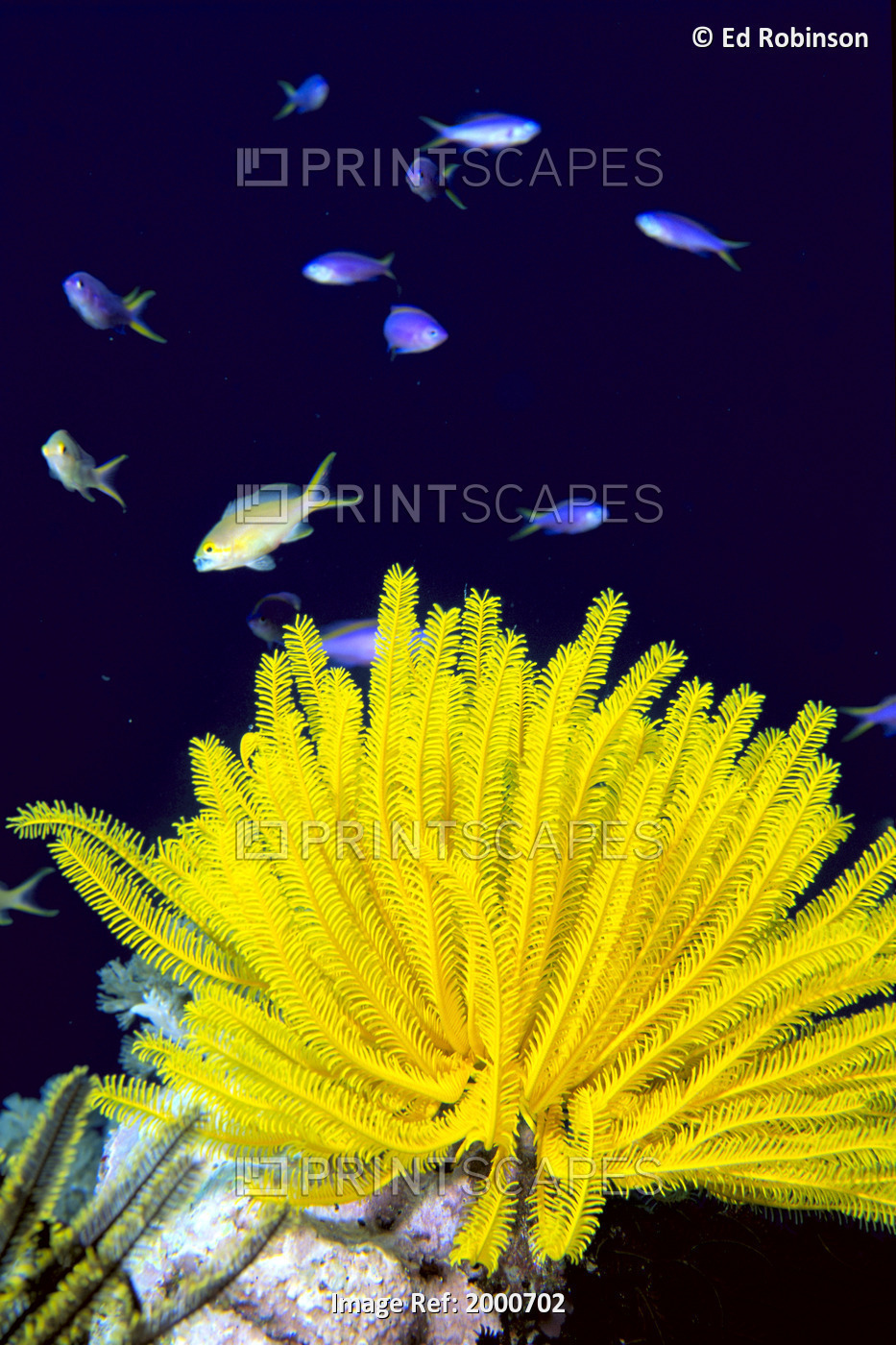Papua New Guinea, Yellow Feather Star, Crinoidea, And Tropical Fish