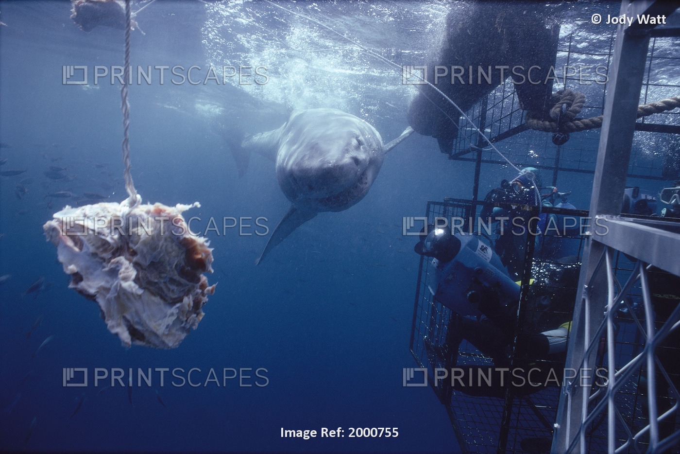 Mexico, Whale Shark, Close-Up Front Angled View, Near Surface (Rhincodon Typus) ...