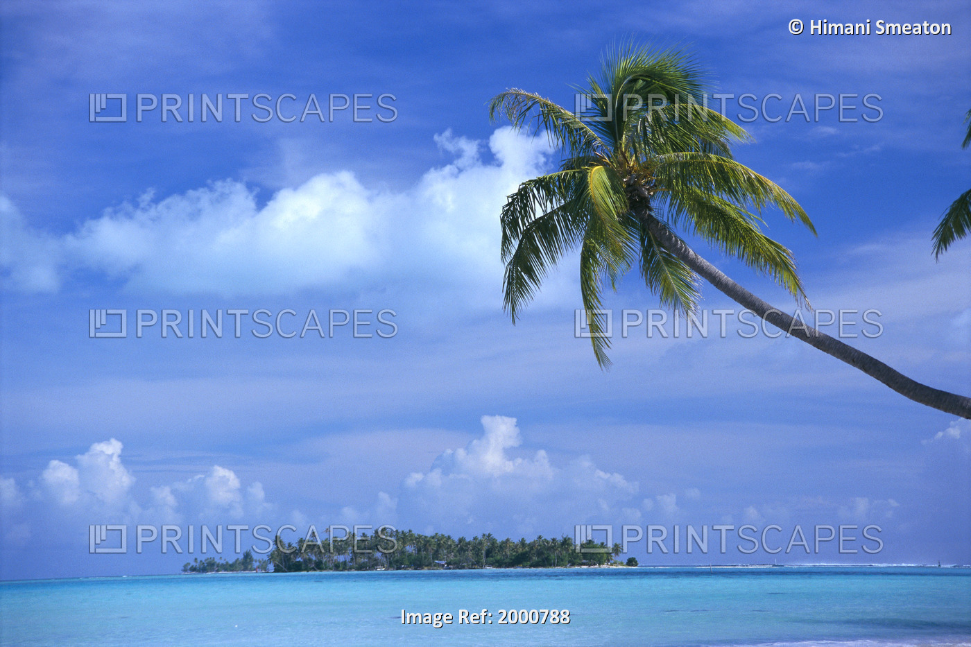 French Polynesia, Bora Bora, Coastal Scene Palm In Foreground, Calm Ocean, ...