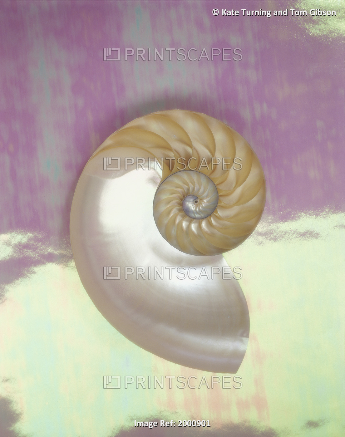 Pearl Nautilus Shell Show Chambers On Pearly Dewy Background