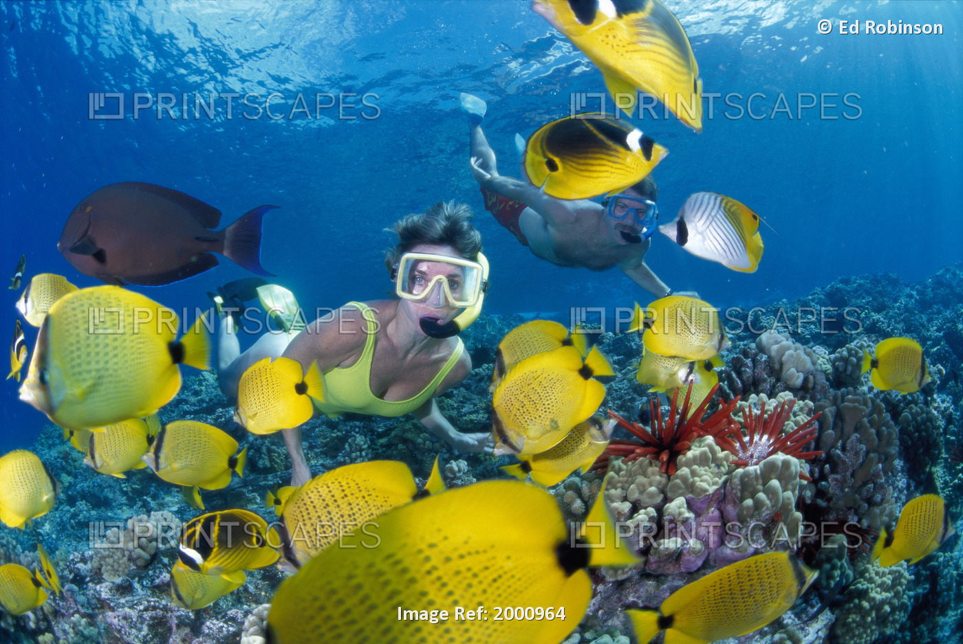 Hawaii, Maui, Molokini, Yellow Butterflyfish And Coral With Couple Snorkeling