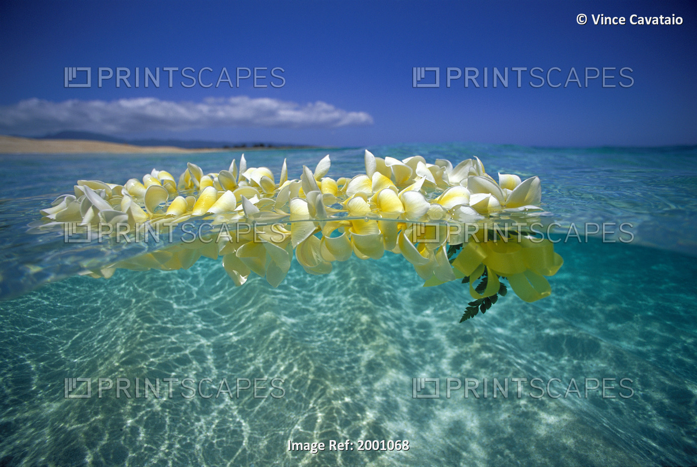 Over/Under Plumeria Lei Floating Ocean Surface Calm Turquoise Beach Distant ...