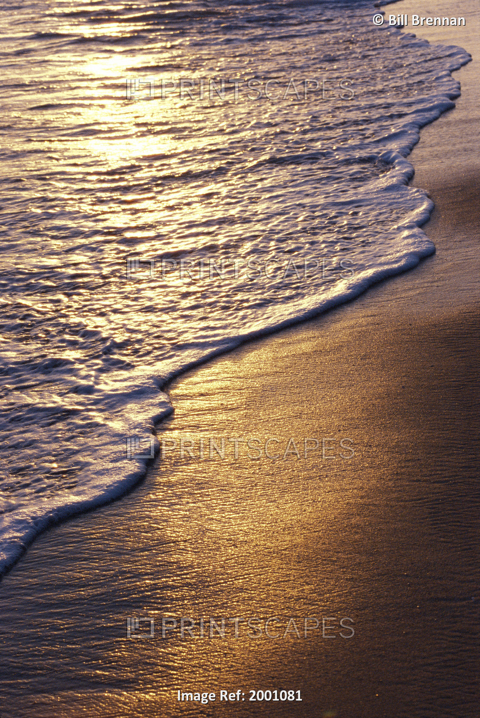 Hawaii, Oahu, Golden Sunset Reflections On Ocean Shoreline And Sand, Foamy ...