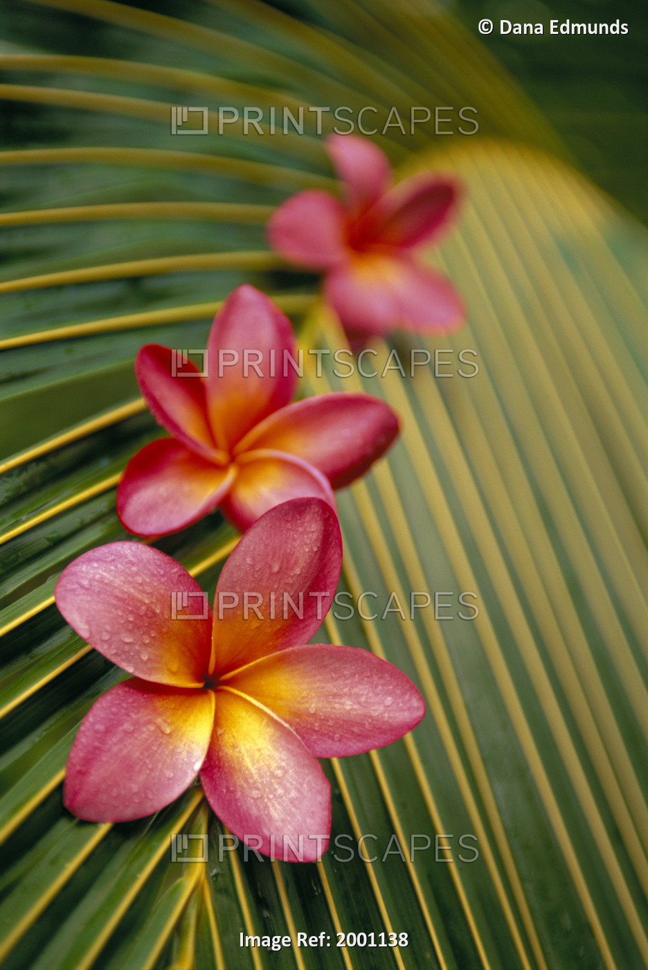 Close-Up Three Pink Plumeria Flowers On Coconut Palm Leaf Selective Focus