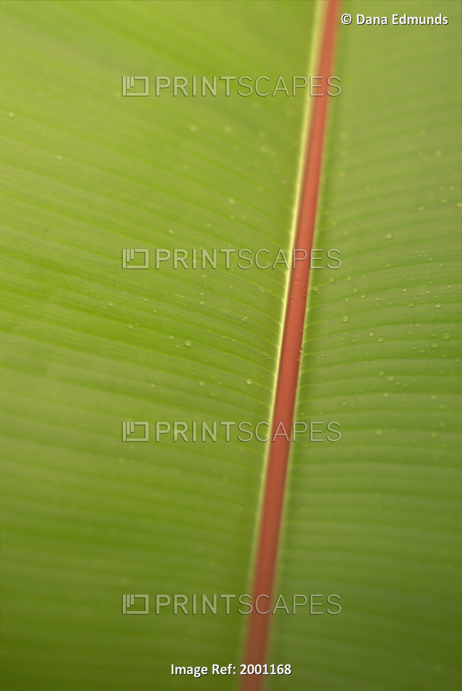 Extreme Close-Up Detail Of Banana Leaf, Green With Red Stem, Vein Texture