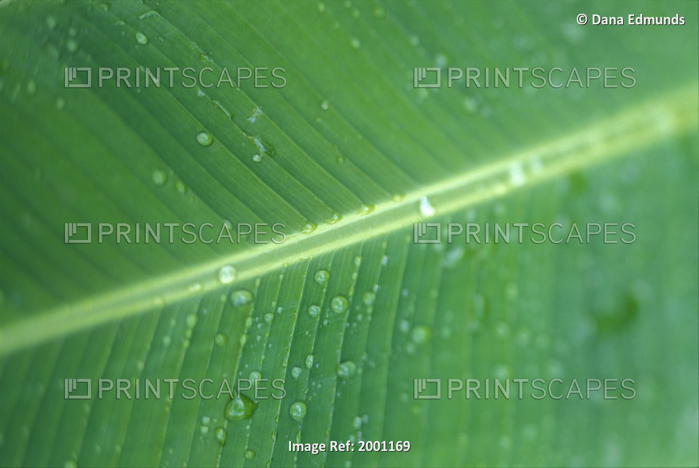 Close-Up Detail Green Banana Leaf With Droplets Of Water, Dew