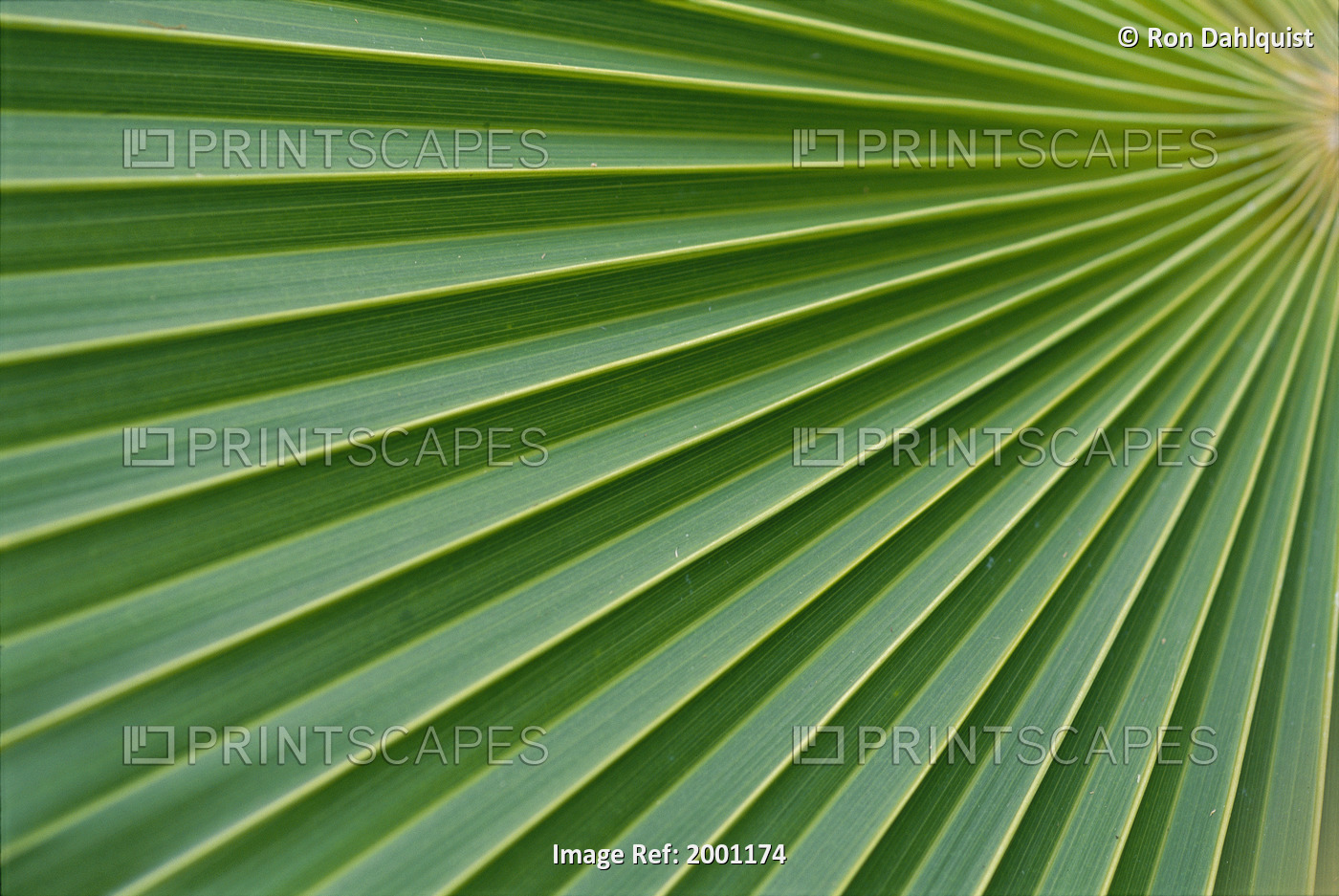 Hawaii, Extreme Close-Up Detail Of Fan Palm, Texture Vein Green Yellow