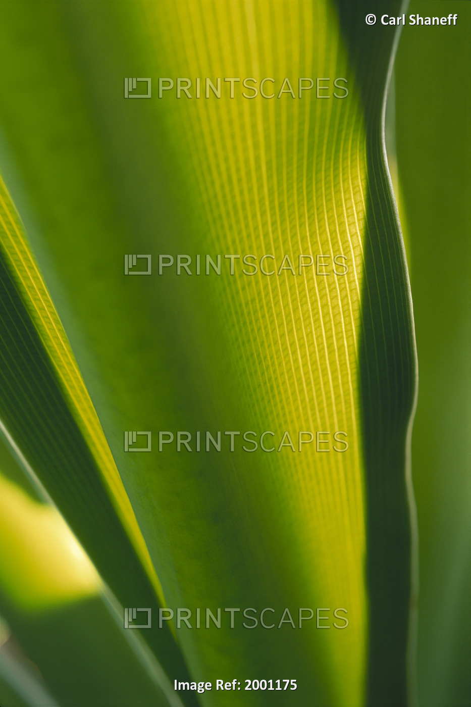 Hawaii, Extreme Close-Up Detail Of Ginger Plant Leaf Yellow Green With Sunlight