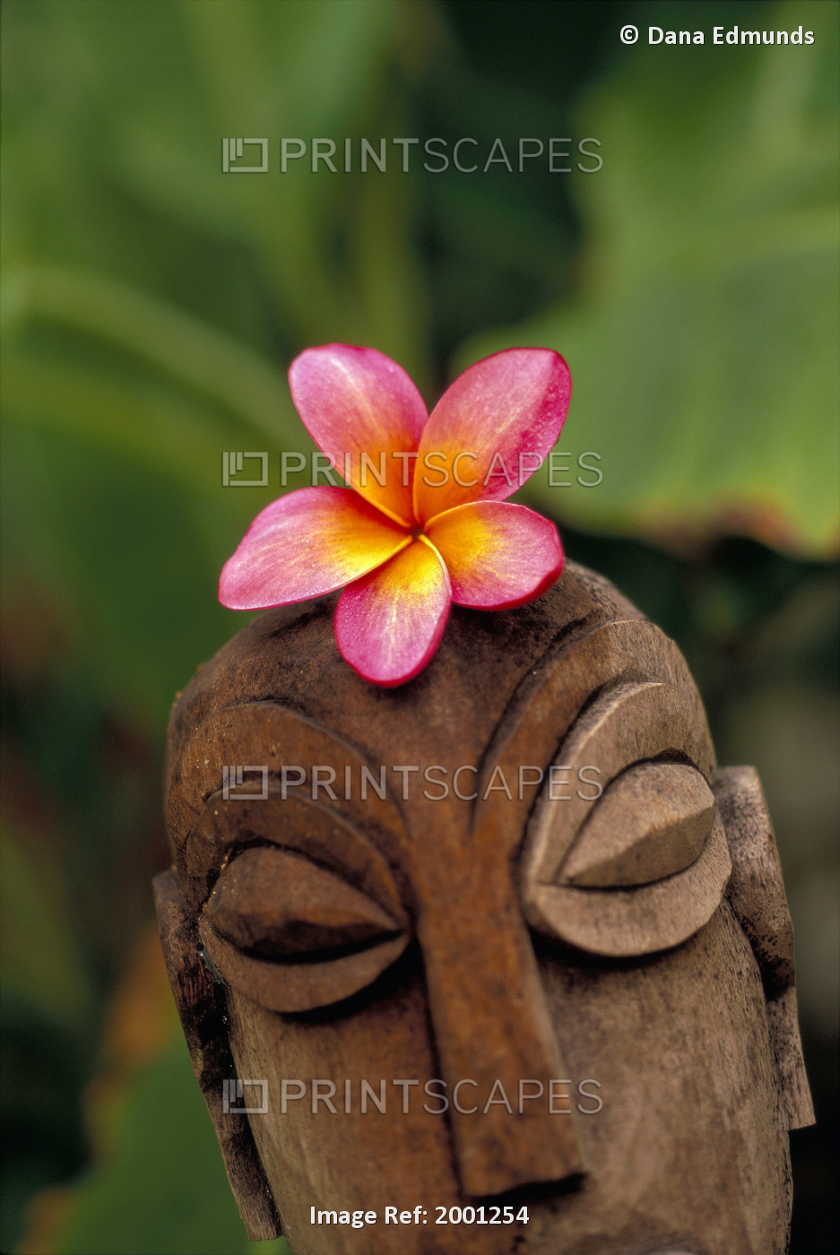 Pink Plumeria Flower Atop Wooden Polynesian Statue Carving, Outdoor