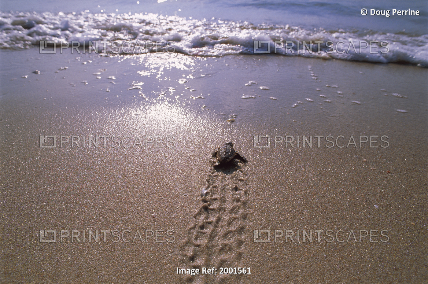 Florida, Juno Beach, Atlantic, Loggerhead Turtle Hatchling (Caretta Caretta) ...