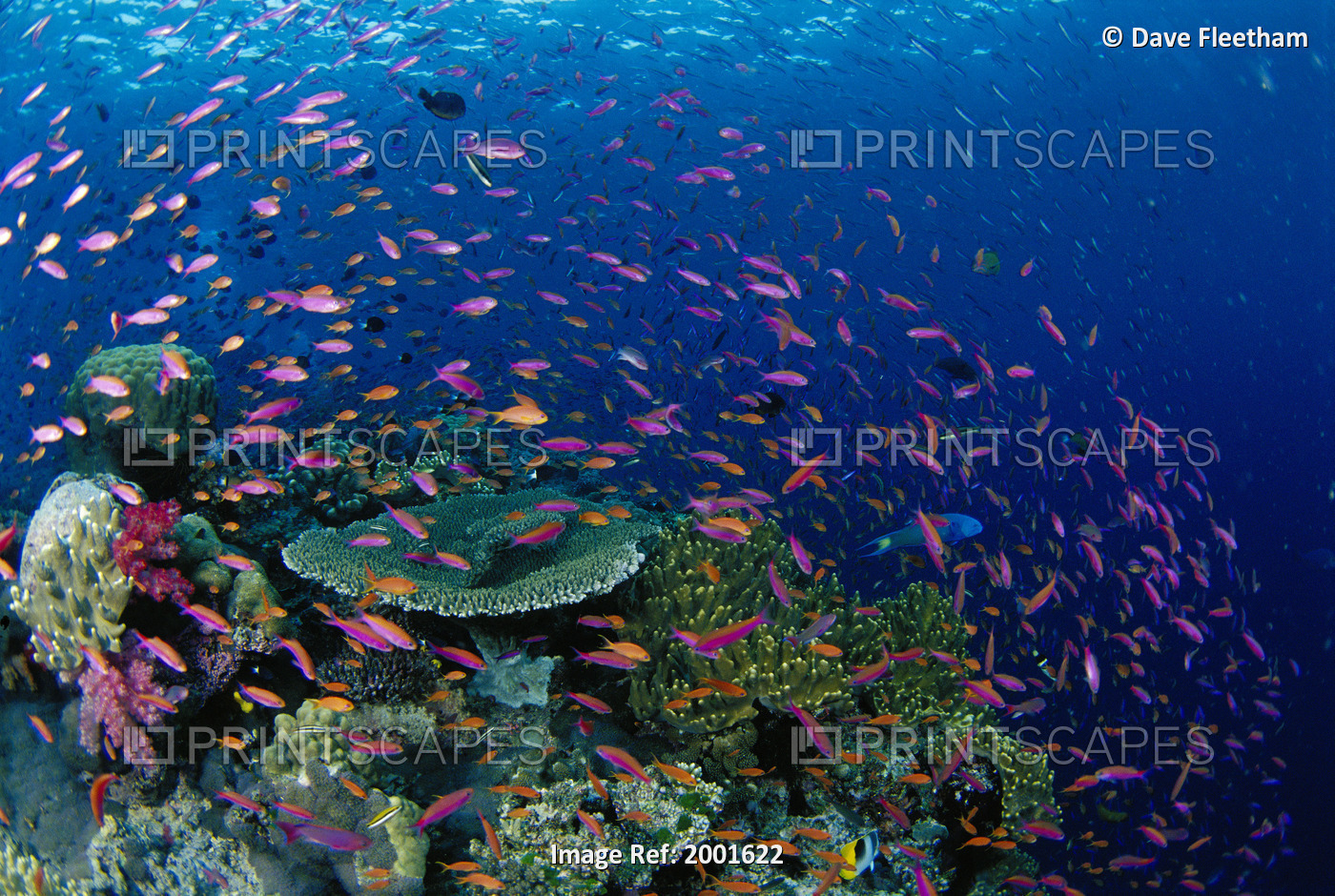 Fiji, Hard Coral Reef Scene With School Lyretail Anthias Surface (Pseudanthias ...