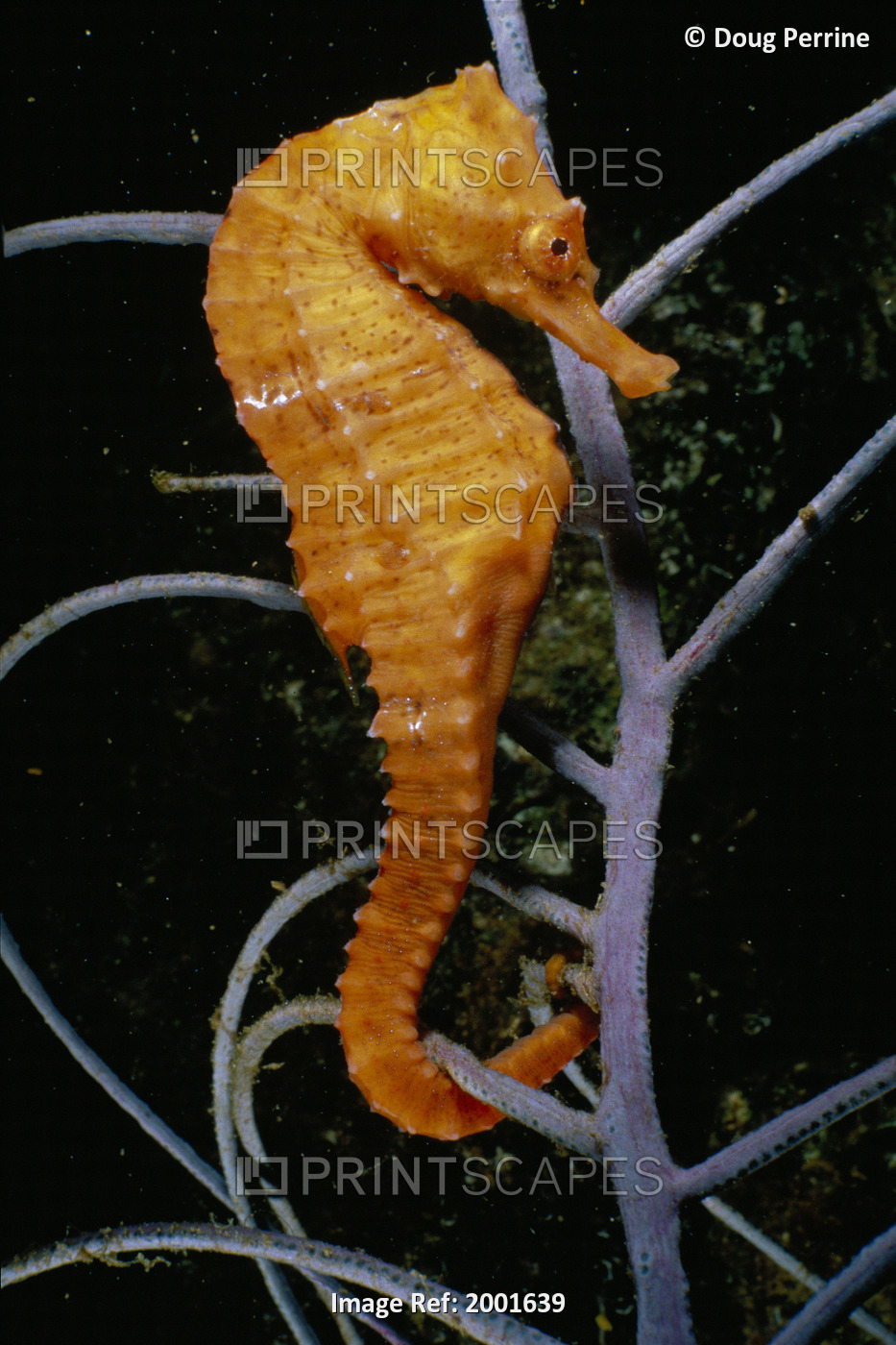 Florida, Close-Up Longsnout Seahorse Hold Onto Organism (Hippocampus Reidi)