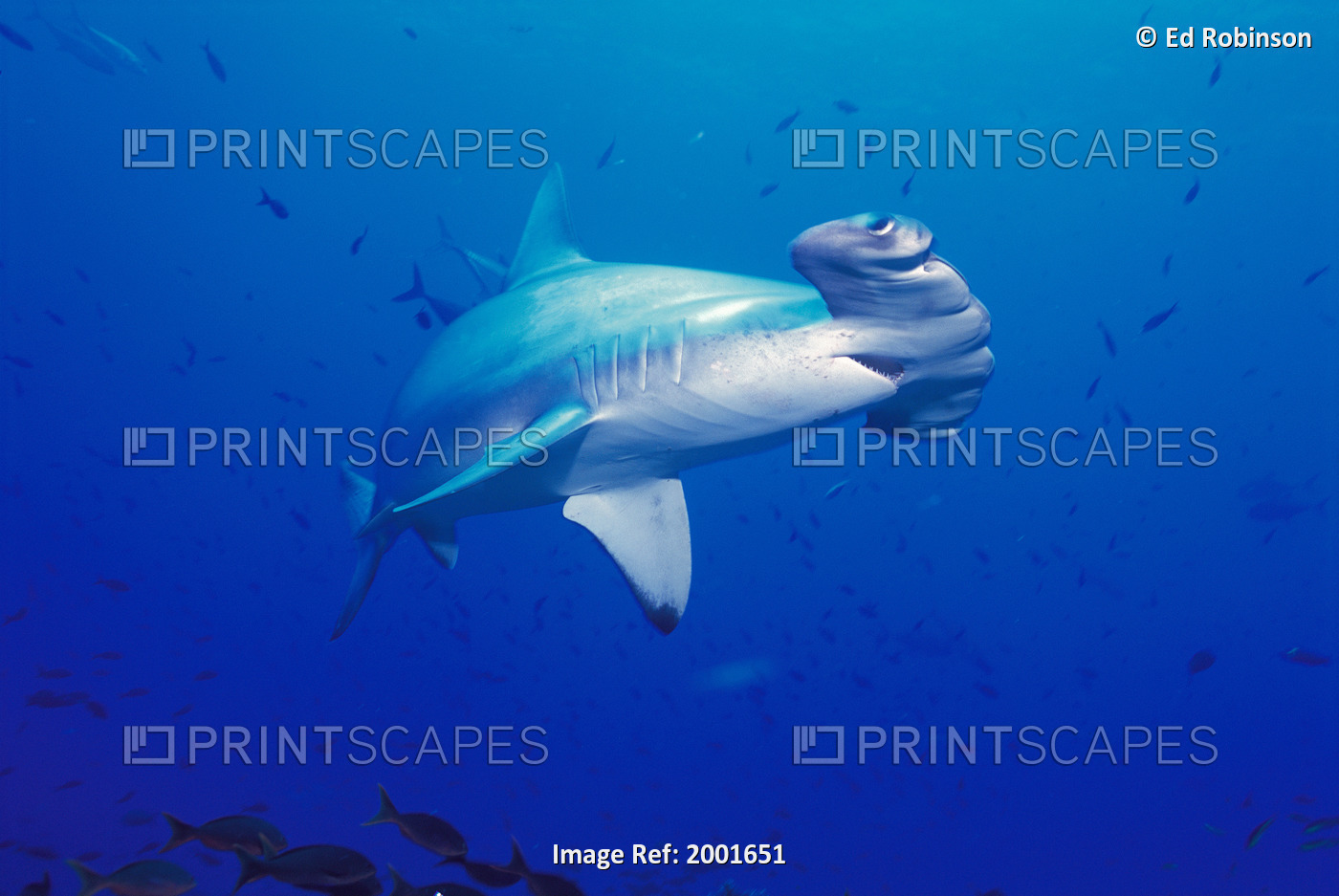 Galapagos Islands, Close-Up Scalloped Hammerhead Shark (Sphyrna Lewini) Mouth ...