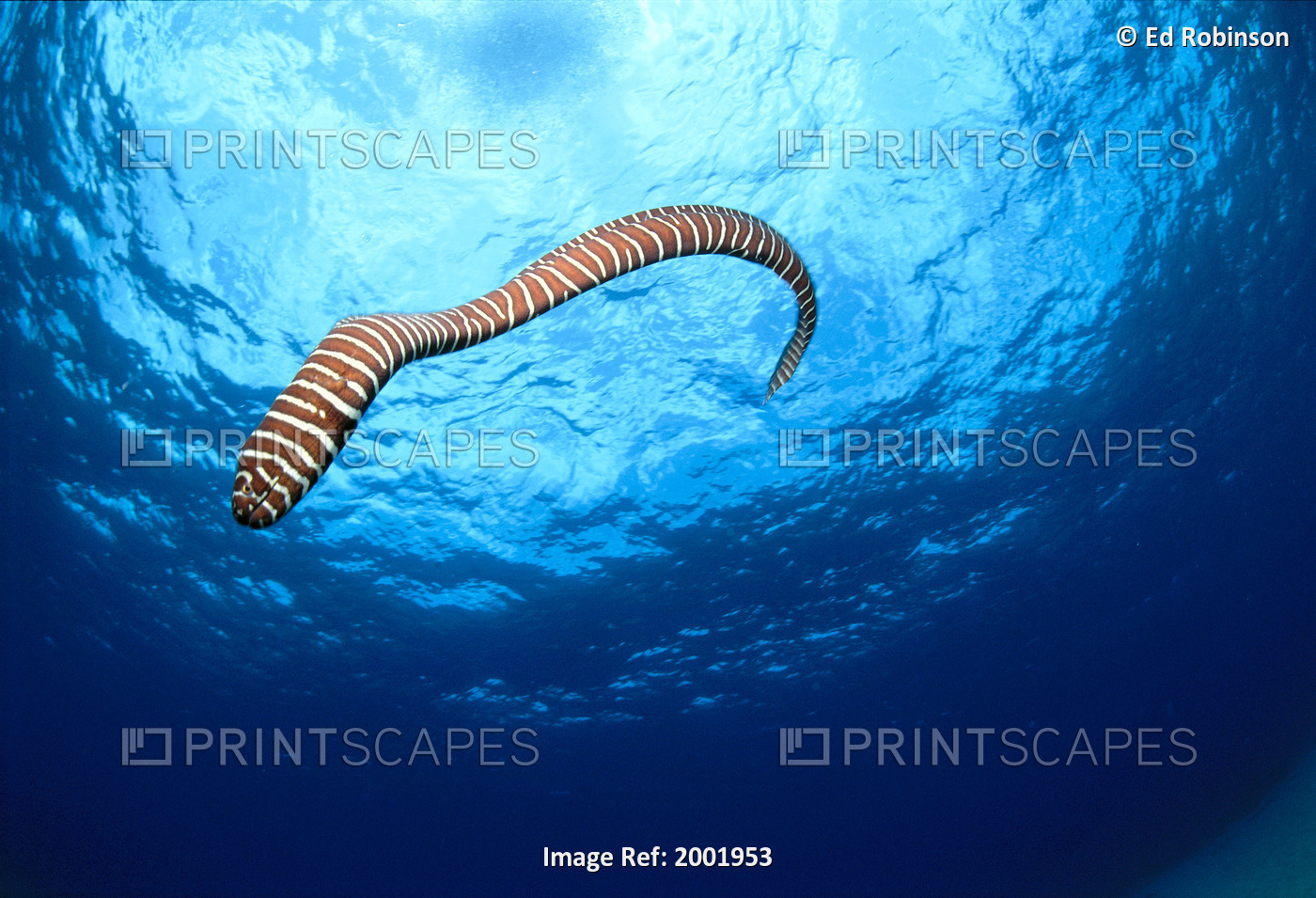 Hawaii, Zebra Moral Eel Swims Through Clear Blue Water With Sunburst, Full Body ...
