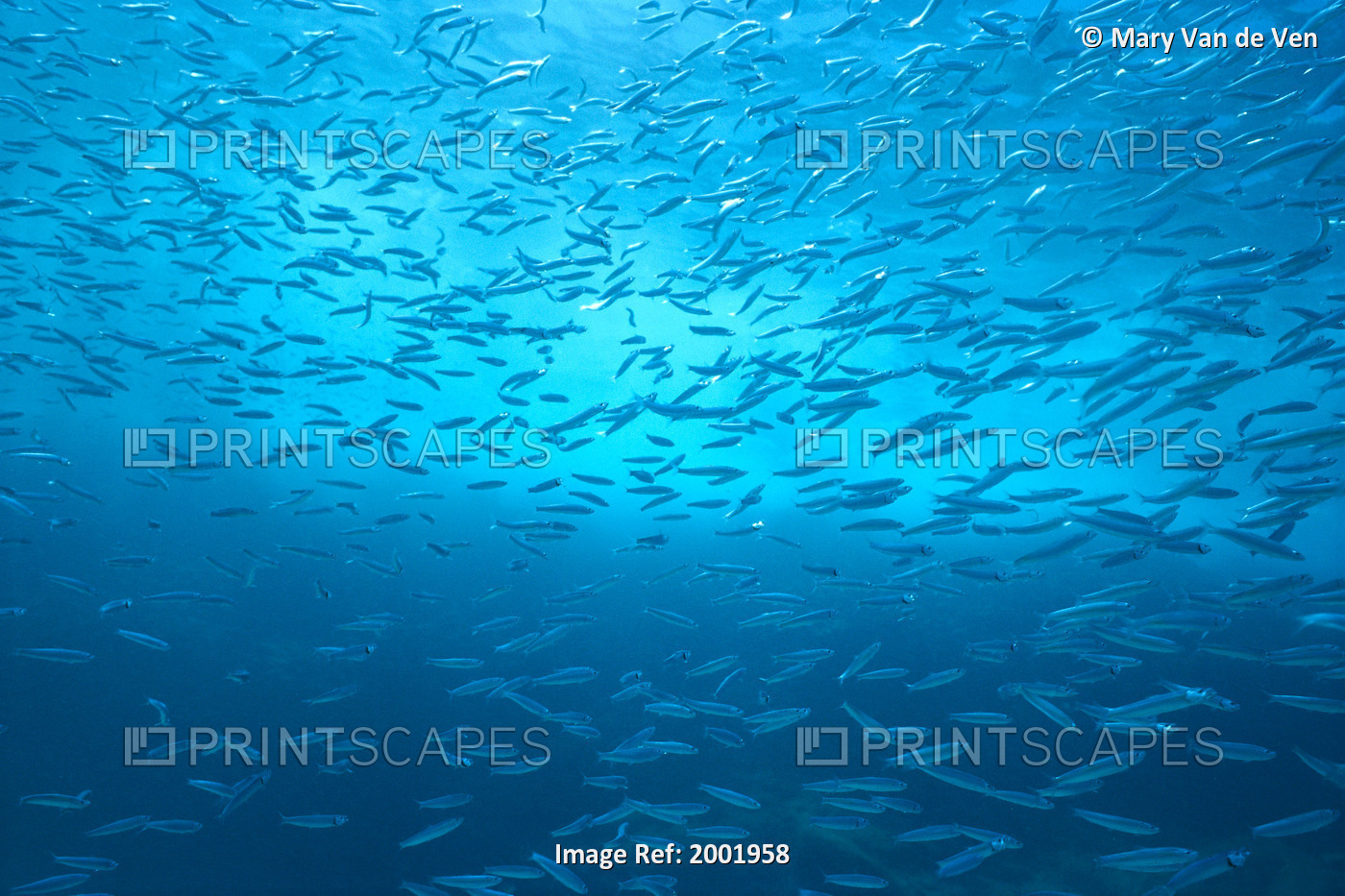 School Of Small Silver Fish, Hundreds In Clear Blue Water Near Surface