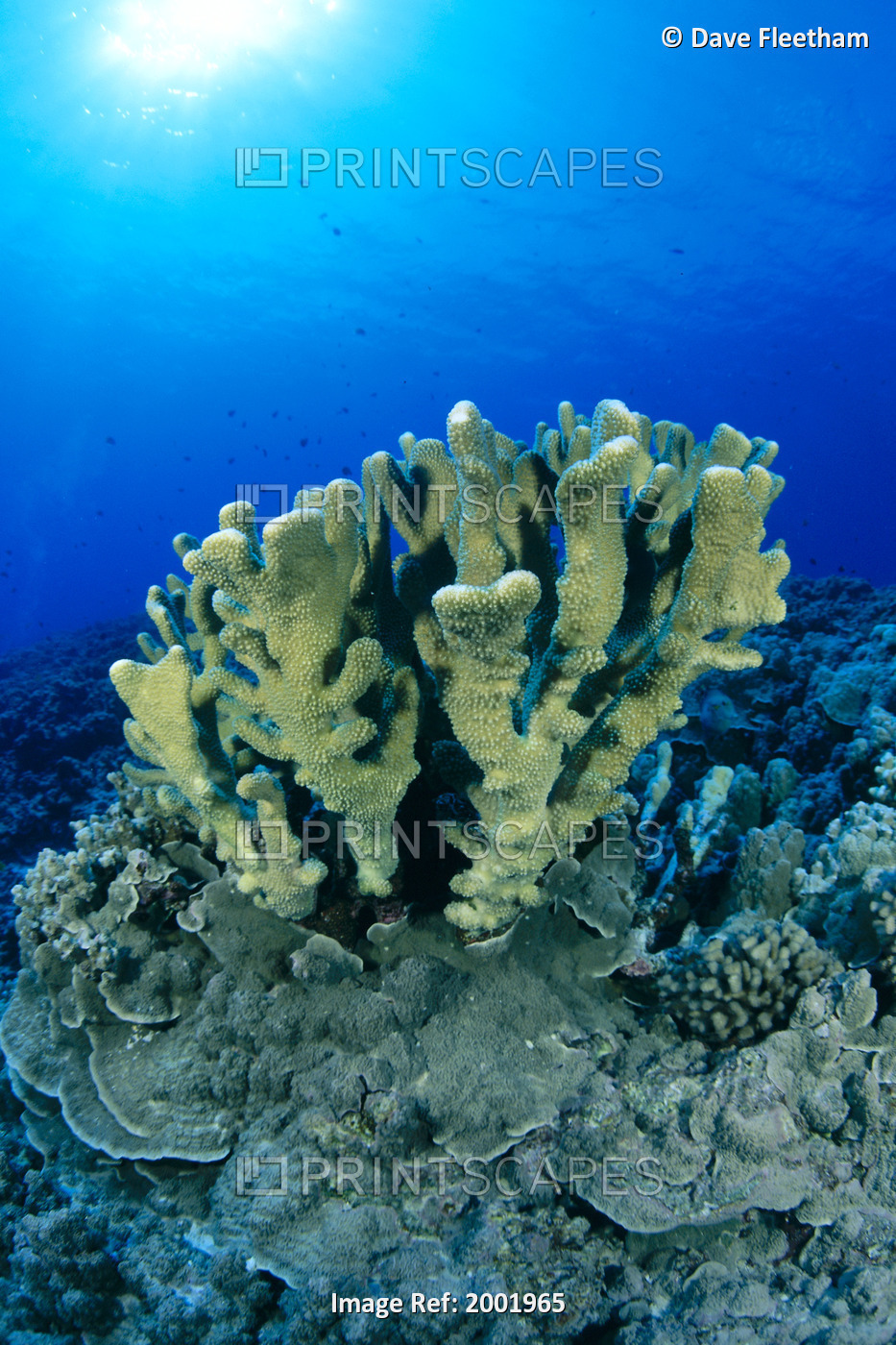 Hawaii, Close-Up Of Single Group Of Antler Coral Growing On Reef, Blue Water ...