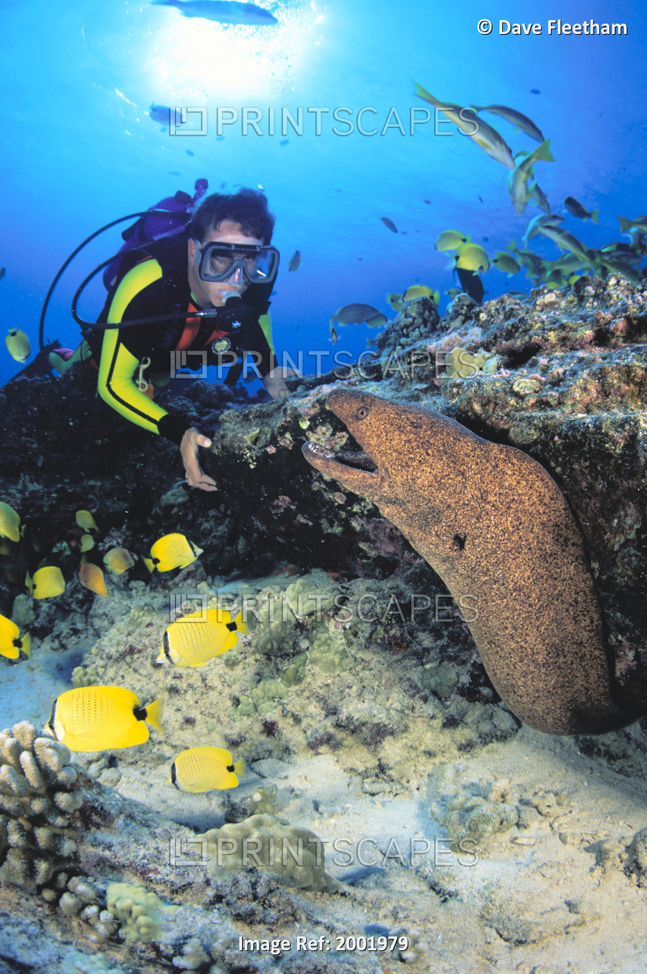 Hawaii, Yellow Margin Moral Eel And Diver (Gymnothorax Flavomarginatus) Close-Up