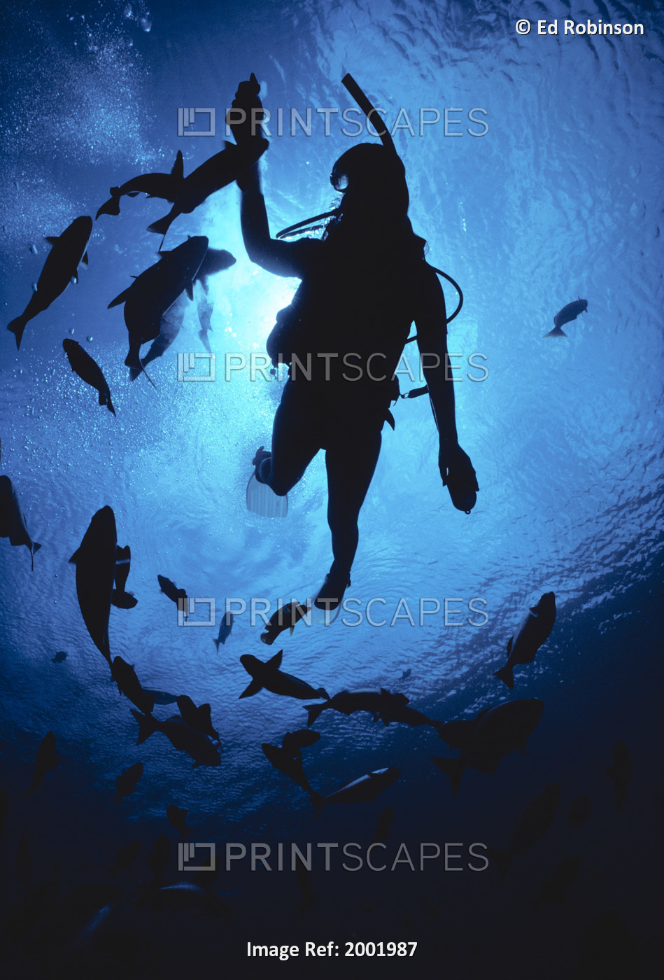 Hawaii, Silhouetted Diver And Reef Fish, View From Below, Sunburst