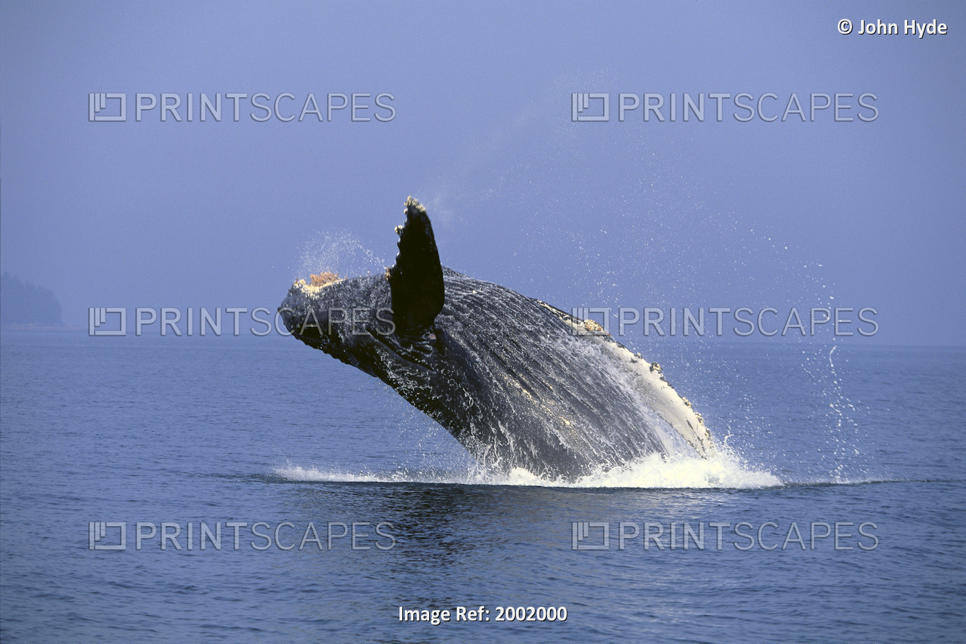 Alaska, Frederick Sound, Humpback Whale (Megaptera Novaeangliae) Breaching