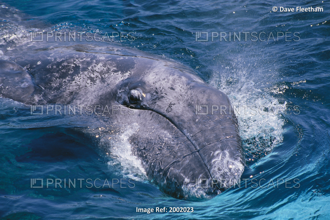 California, Gray Whale (Eschrichtius Robustus) Close-Up Head Out Of Water
